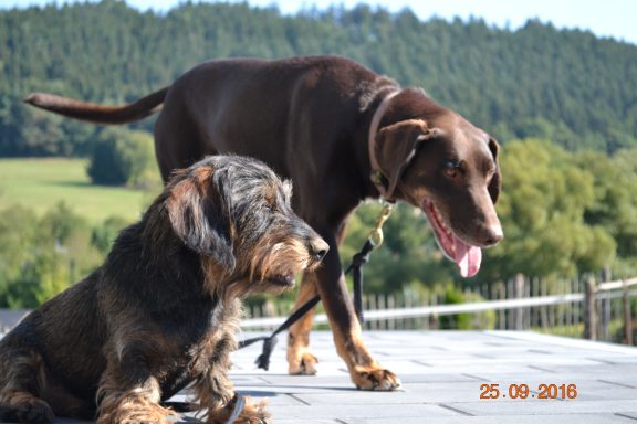 Zwei Hunde, ein brauner Labrador und ein Dackel, stehen im Freien vor einer grünen Landschaft.